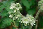 Hydrophyllum macrophyllum Nutt.