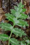 Hydrophyllum macrophyllum Nutt.