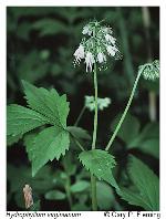 Hydrophyllum virginianum L. var. virginianum