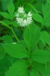 Hydrophyllum virginianum L. var. virginianum