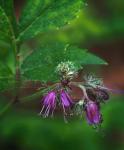 Hydrophyllum virginianum L. var. atranthum (E.J. Alexander) Constance