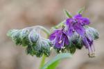 Hydrophyllum virginianum L. var. atranthum (E.J. Alexander) Constance