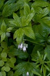 Hydrophyllum virginianum L. var. virginianum