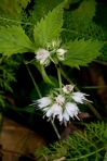 Hydrophyllum virginianum L. var. virginianum