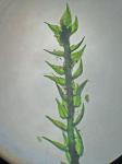 Hygroamblystegium varium (Hedw.) Mönkemeyer ssp. varium var. varium