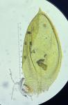 Hygrohypnum eugyrium (Schimp.) Loeske