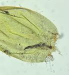 Hygrohypnum eugyrium (Schimp.) Loeske