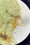 Hygrohypnum eugyrium (Schimp.) Loeske