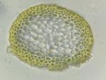 Hygrohypnum eugyrium (Schimp.) Loeske