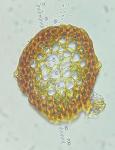 Hygrohypnum eugyrium (Schimp.) Loeske