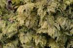 Hylocomium splendens (Hedw.) Schimp.