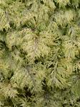 Hylocomium splendens (Hedw.) Schimp.