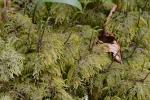 Hylocomium splendens (Hedw.) Schimp.