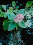 Hylotelephium telephioides (Michx.) H. Ohba