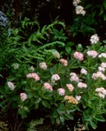 Hylotelephium telephioides (Michx.) H. Ohba