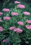 Hylotelephium telephium (L.) H. Ohba