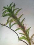Hymenostylium recurvirostrum (Hedw.) Dixon var. recurvirostrum