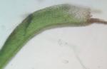 Hymenostylium recurvirostrum (Hedw.) Dixon var. recurvirostrum