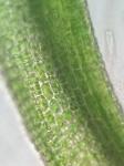 Hymenostylium recurvirostrum (Hedw.) Dixon var. recurvirostrum