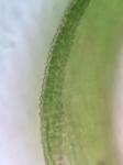 Hymenostylium recurvirostrum (Hedw.) Dixon var. recurvirostrum