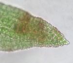 Hymenostylium recurvirostrum (Hedw.) Dixon var. recurvirostrum