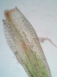 Hymenostylium recurvirostrum (Hedw.) Dixon var. recurvirostrum