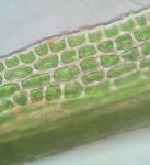 Hymenostylium recurvirostrum (Hedw.) Dixon var. recurvirostrum