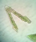 Hymenostylium recurvirostrum (Hedw.) Dixon var. recurvirostrum