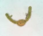 Hymenostylium recurvirostrum (Hedw.) Dixon var. recurvirostrum