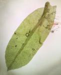 Hyophila involuta (Hook.) A. Jaeger