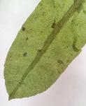 Hyophila involuta (Hook.) A. Jaeger