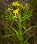 Hypericum adpressum Raf. ex Barton