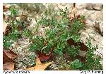 Hypericum boreale (Britt.) Bickn.