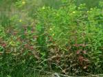 Hypericum boreale (Britt.) Bickn.