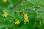 Hypericum boreale (Britt.) Bickn.