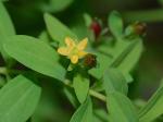 Hypericum boreale (Britt.) Bickn.
