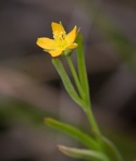 Hypericum canadense L.