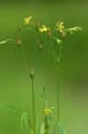 Hypericum canadense L.