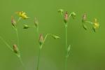 Hypericum canadense L.