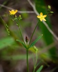 Hypericum canadense L.