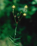 Hypericum canadense L.