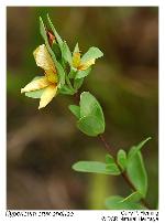 Hypericum crux-andreae (L.) Crantz