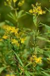 Hypericum densiflorum Pursh
