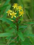 Hypericum densiflorum Pursh