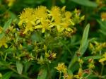 Hypericum densiflorum Pursh
