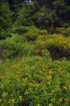 Hypericum densiflorum Pursh
