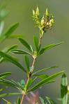Hypericum densiflorum Pursh