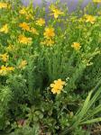 Hypericum denticulatum Walt.