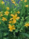 Hypericum denticulatum Walt.