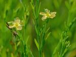 Hypericum drummondii (Grev. & Hooker) Torrey & A. Gray